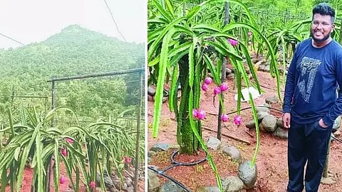 Cultivation of Dragon Fruit