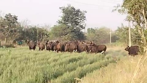 crop damage Sadale Madale Kasarwadi