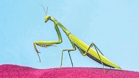 animals dying after giving birth