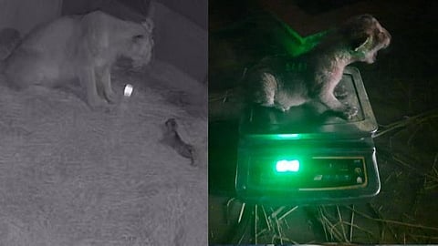 Cute Lion cub born at lion safari in Sanjay Gandhi National Park