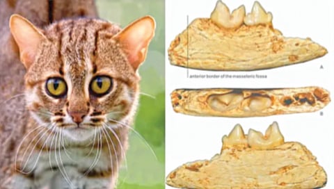 World's tiniest cat was a palm-sized tiddler that lived in China 300,000 years ago