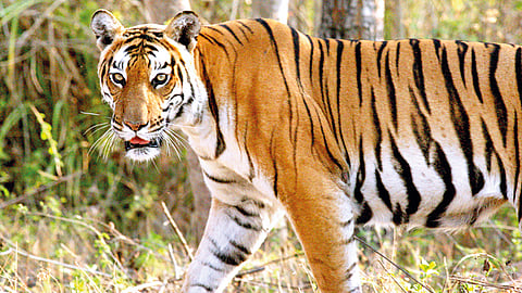 Tiger Attack |