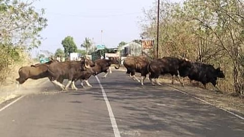 Sadalye wildlife sanctuary