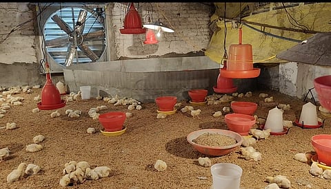 chicken chicks death