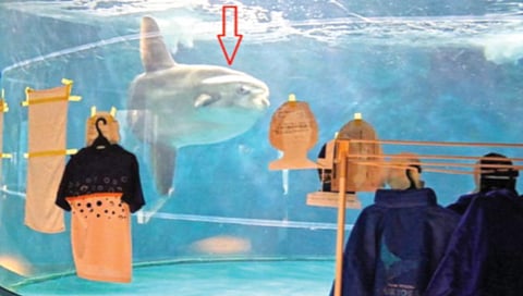 Japanese aquarium uses cardboard human cutouts to cheer up fish