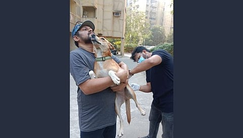 Republic Day dog welfare