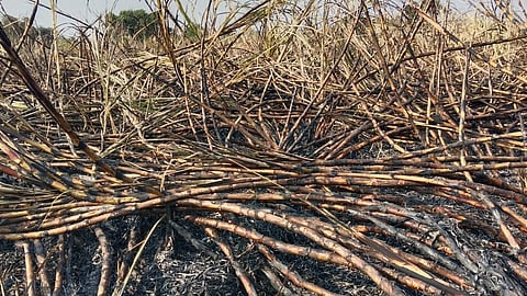 Two and a half acres of sugarcane burnt due to short circuit in Na-Hapur Shivara