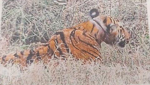 Tigress injured