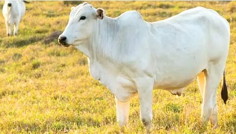 Nellore cow