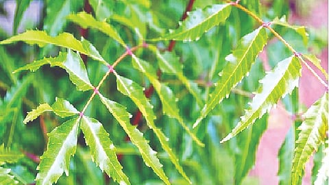 neem benefits for health in multiple ways