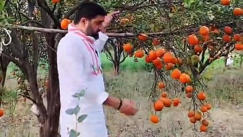 orange farmers compensation