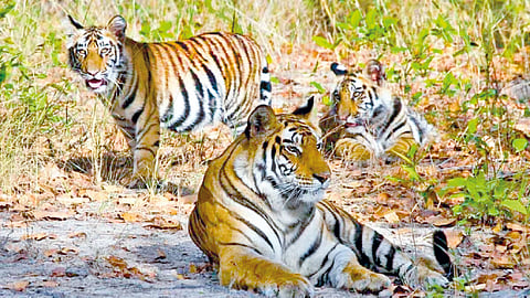 Sahyadri Tiger Reserve