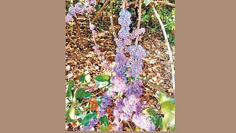 Anjan plant blooming