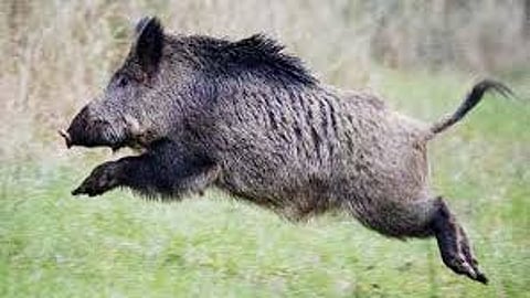 Woman seriously injured in wild boar attack
