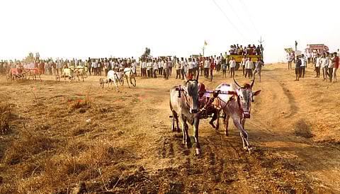Murugud bullock cart race
