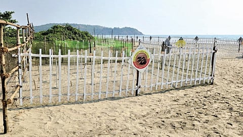 106 sea turtles laid 10500 eggs in morjim