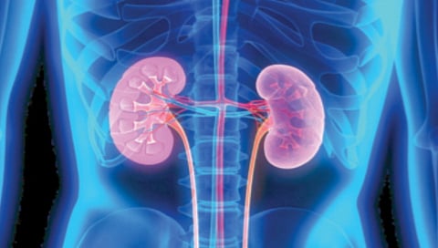 blood purification organ