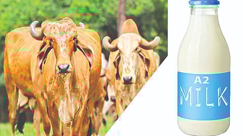 What is ‘A2 milk’?