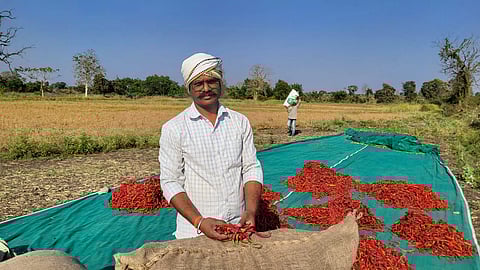 Chandrapur red chilli export