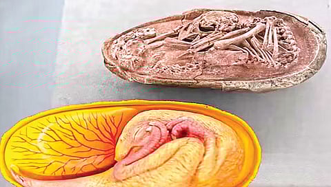 Perfectly preserved dinosaur embryo found in China