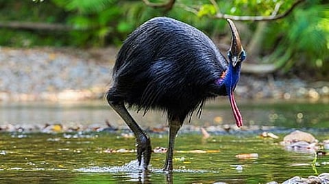 international Animal Day