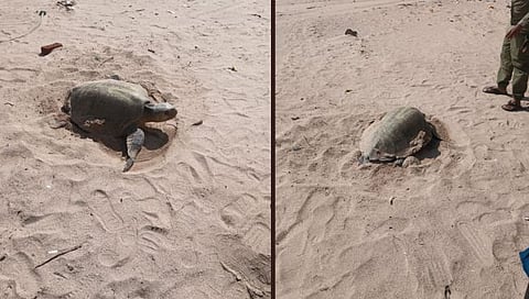Olive Ridley Turtle Nesting