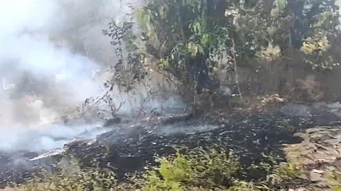 Gove mango trees burnt