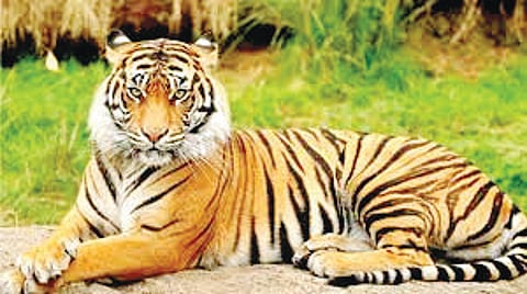 Patteri Tiger Sighting