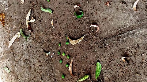 Heat stroke Raigad | खाडीपट्टयात वाढत्या उष्णतेचा आंब्याला फटका