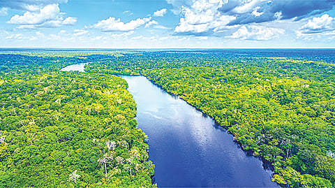 Amazon rainforest