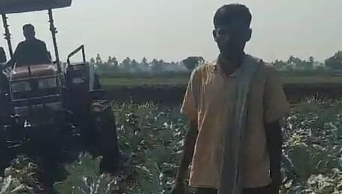 In Shirdhon, a farmer destroyed his cauliflower crop