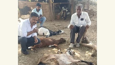 बिबट्याच्या हल्ल्यात ठार झालेल्या शेळ्या