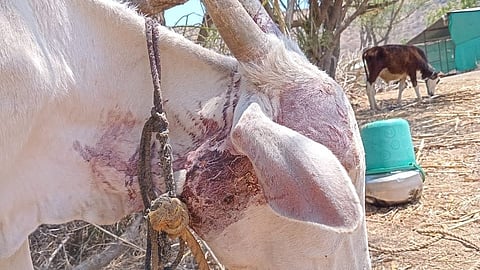 Leopard attacks cow in Kankapur