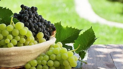 Nashik Grape Export