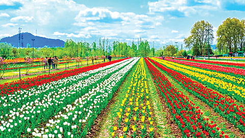 Asia largest tulip garden