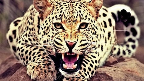 Leopard News
