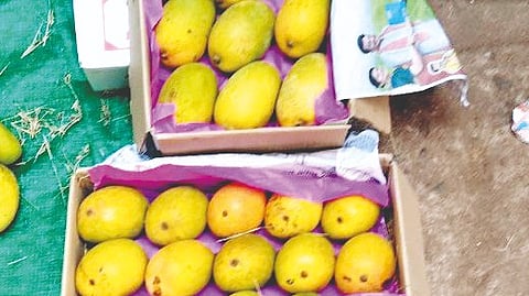 कणकवली, रायगड