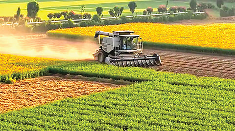 new chickpea variety