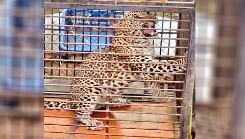 leopard-captured-by-forest-department-after-entering-poultry-in-tithwali
