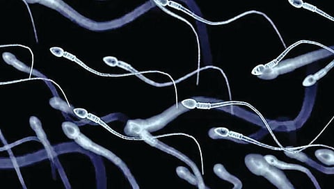 stem-cell-transplant-to-regenerate-sperm-in-men-usa