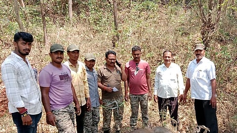 Radhanagari Gaur calf death