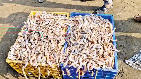 Prawn prices fall