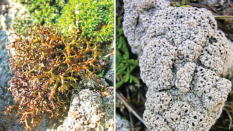 शैवाळ-संपृक्त बुरशी ‘लायकेन’ मंगळावर टिकू शकते : नवे संशोधन