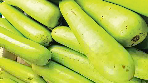 bottle gourd