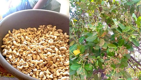 सुधागड, रायगड