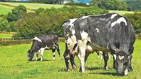 world's largest farm