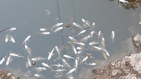 Fish death
