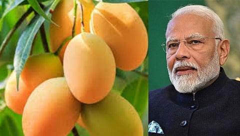 Mango Festival Delhi 2025
