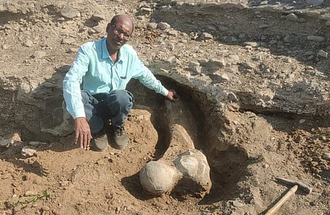 Stegodon Elephant Fossil in Chandrapur