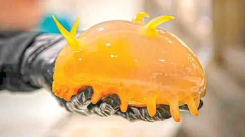 Antarctica sea creatures